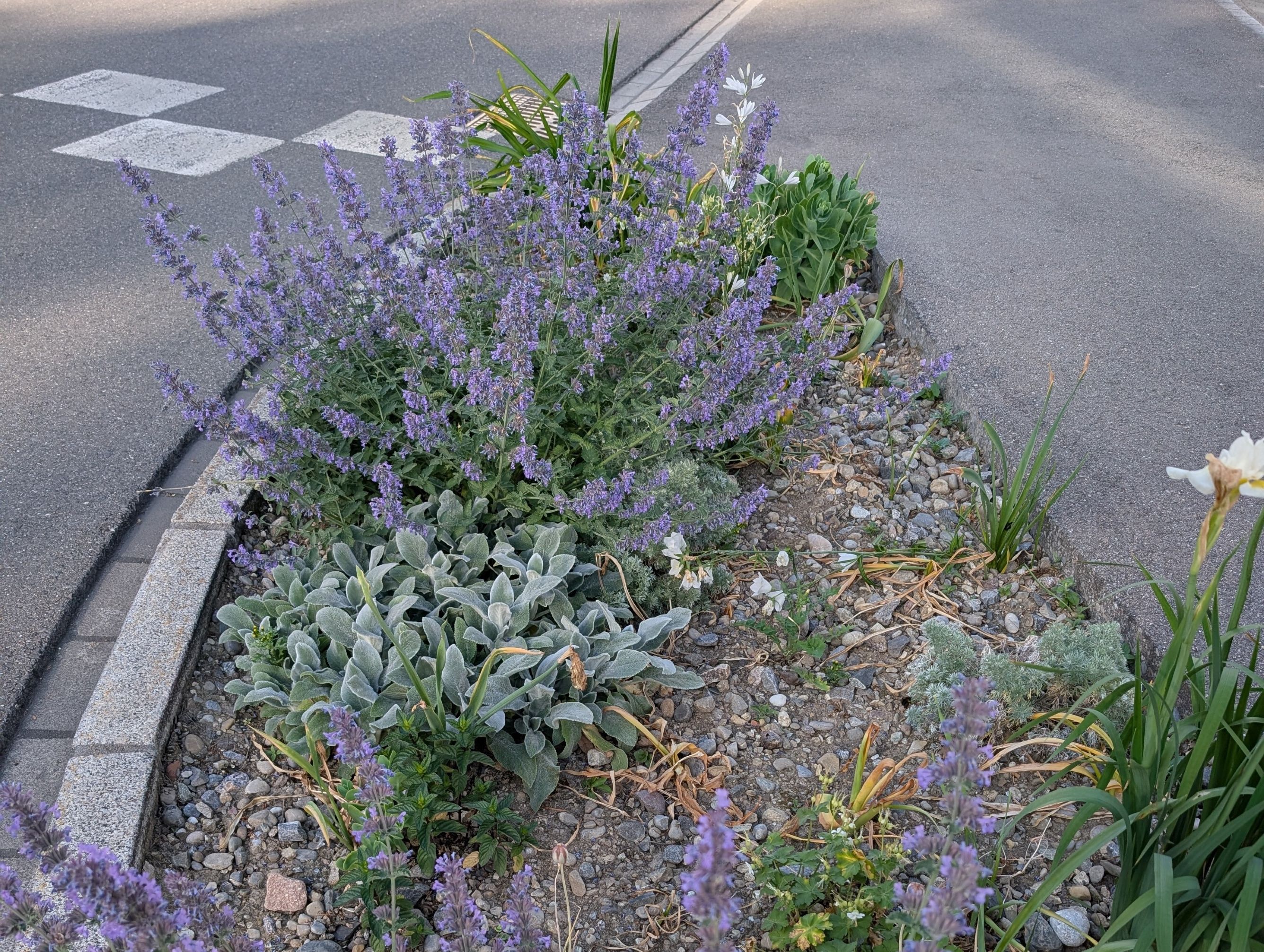 Wiedestrasse3 Buchs