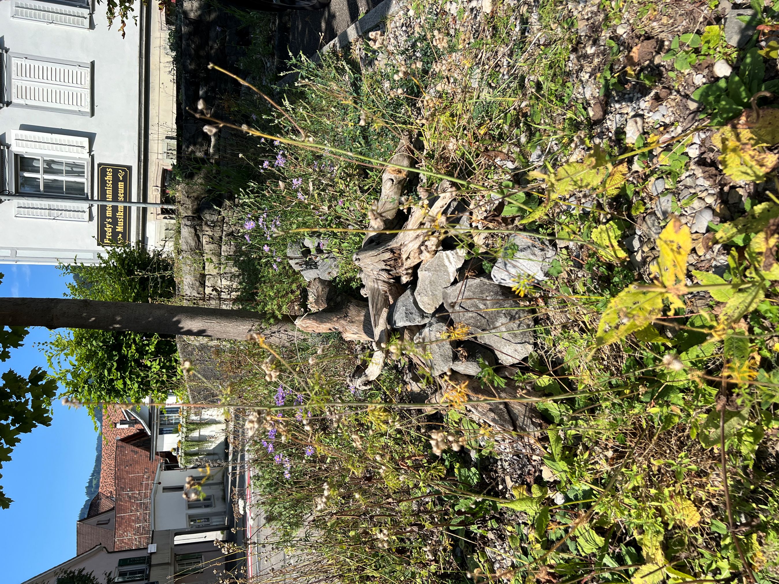 Lichtensteig Kleinstruktur Naturinfo Wiesenhütter