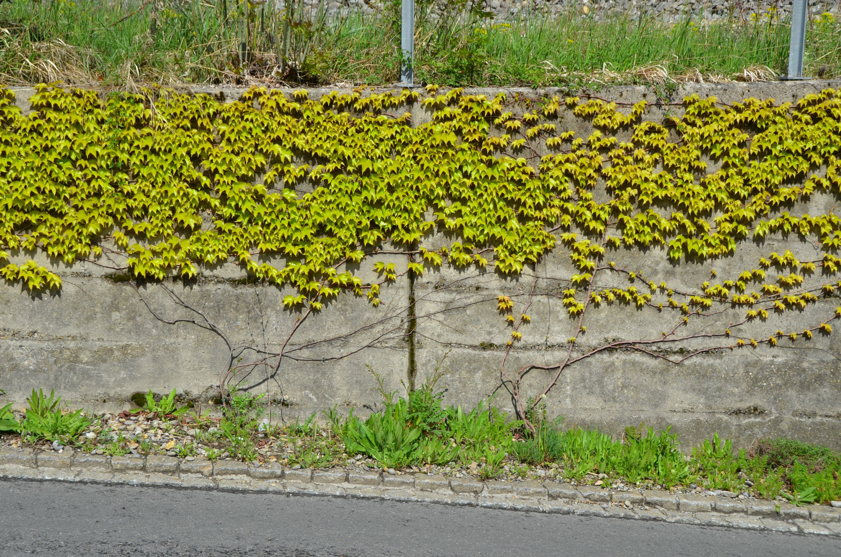 Dsc 9131 Sonnenbergsrtrasse