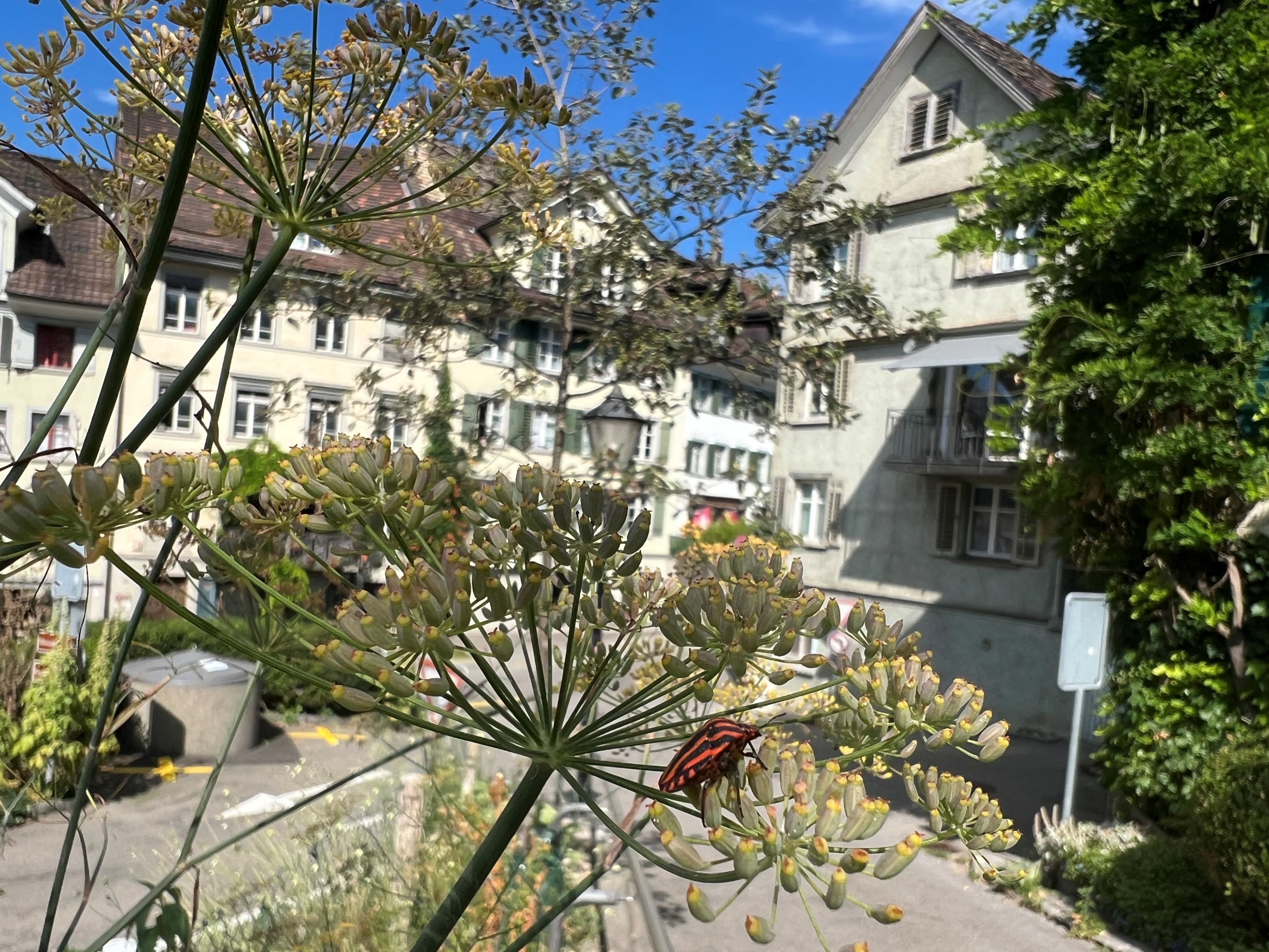 Lichtensteig Naturinfo Petra Wiesenhütter