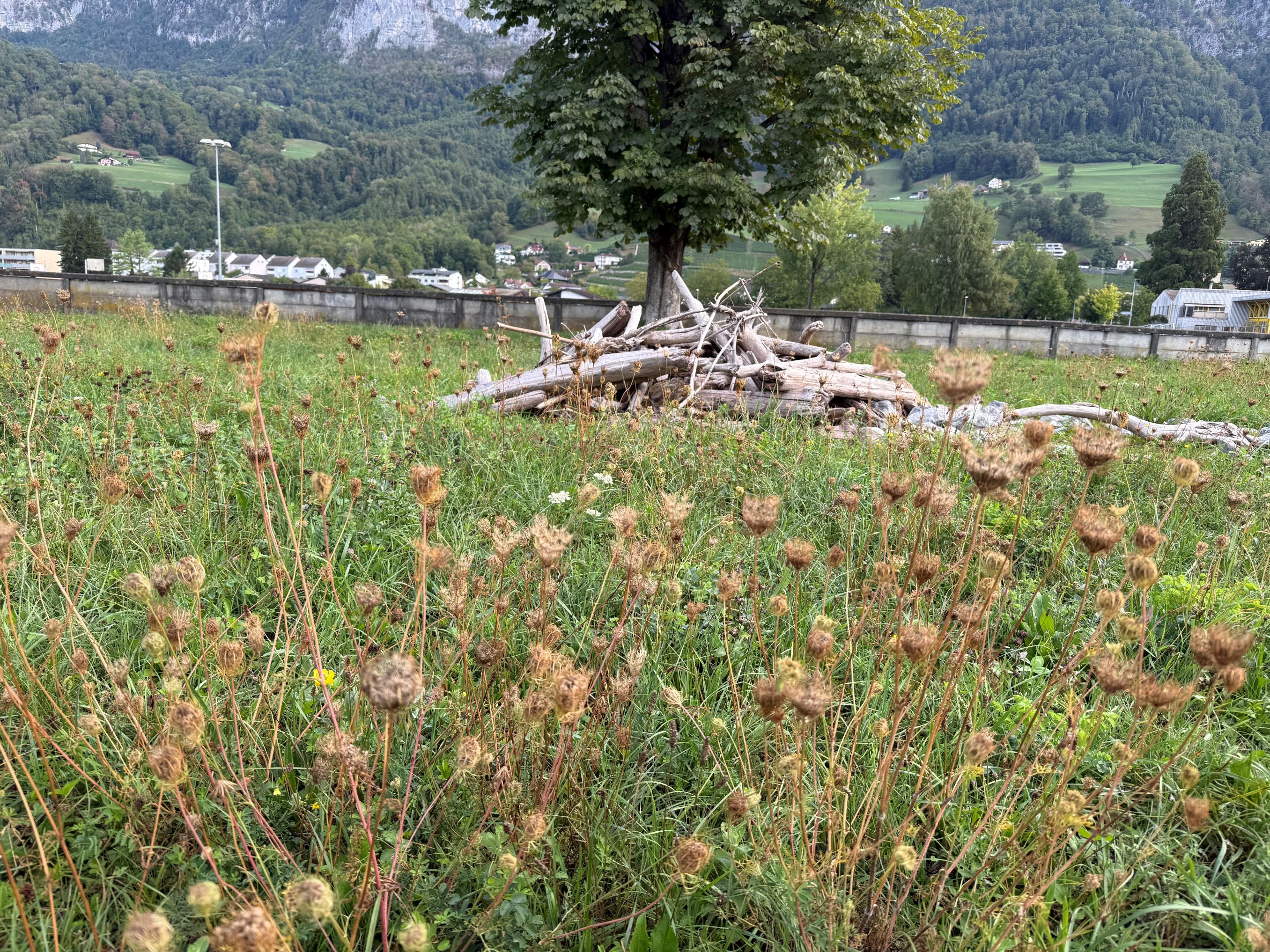 Walenstadt Blumenwiese