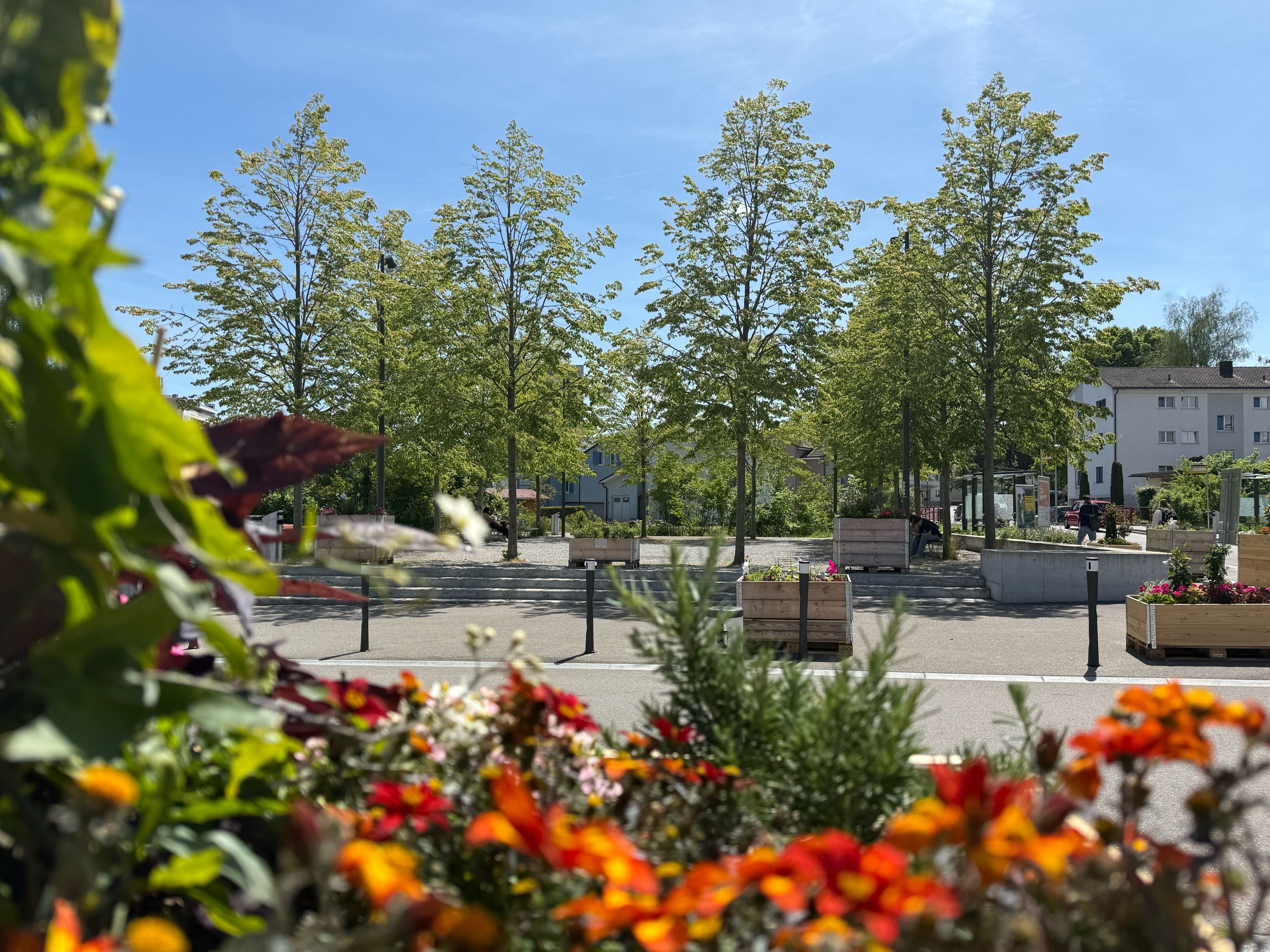 Lindenring Img 0217