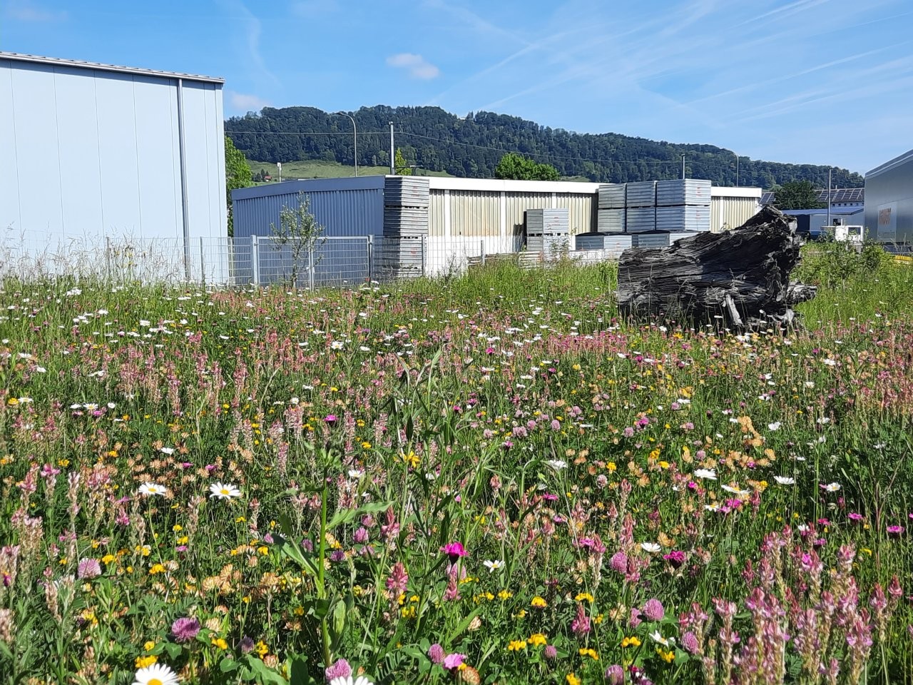 Rosenbergsau Umgebungsgestaltung