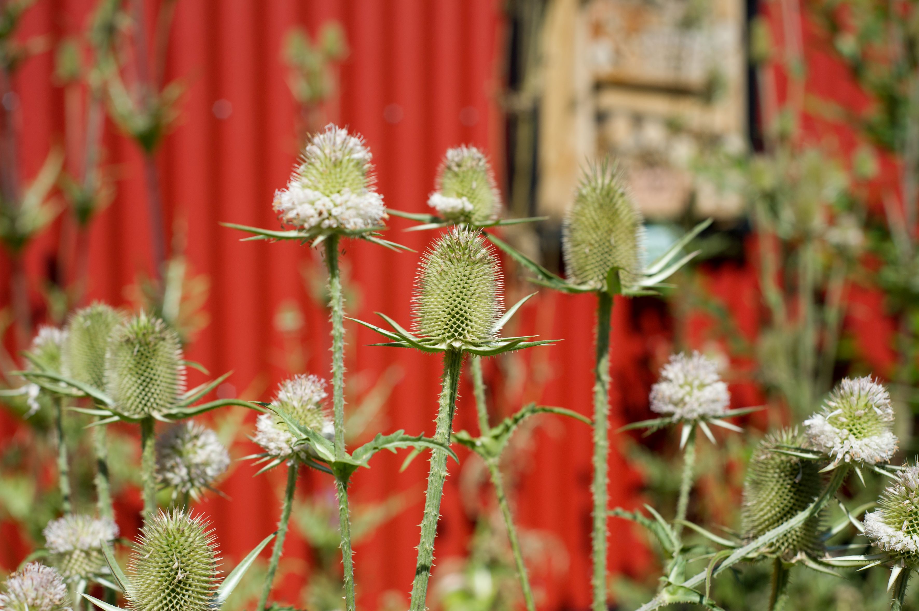 WWF Sg Gruen Druck 264