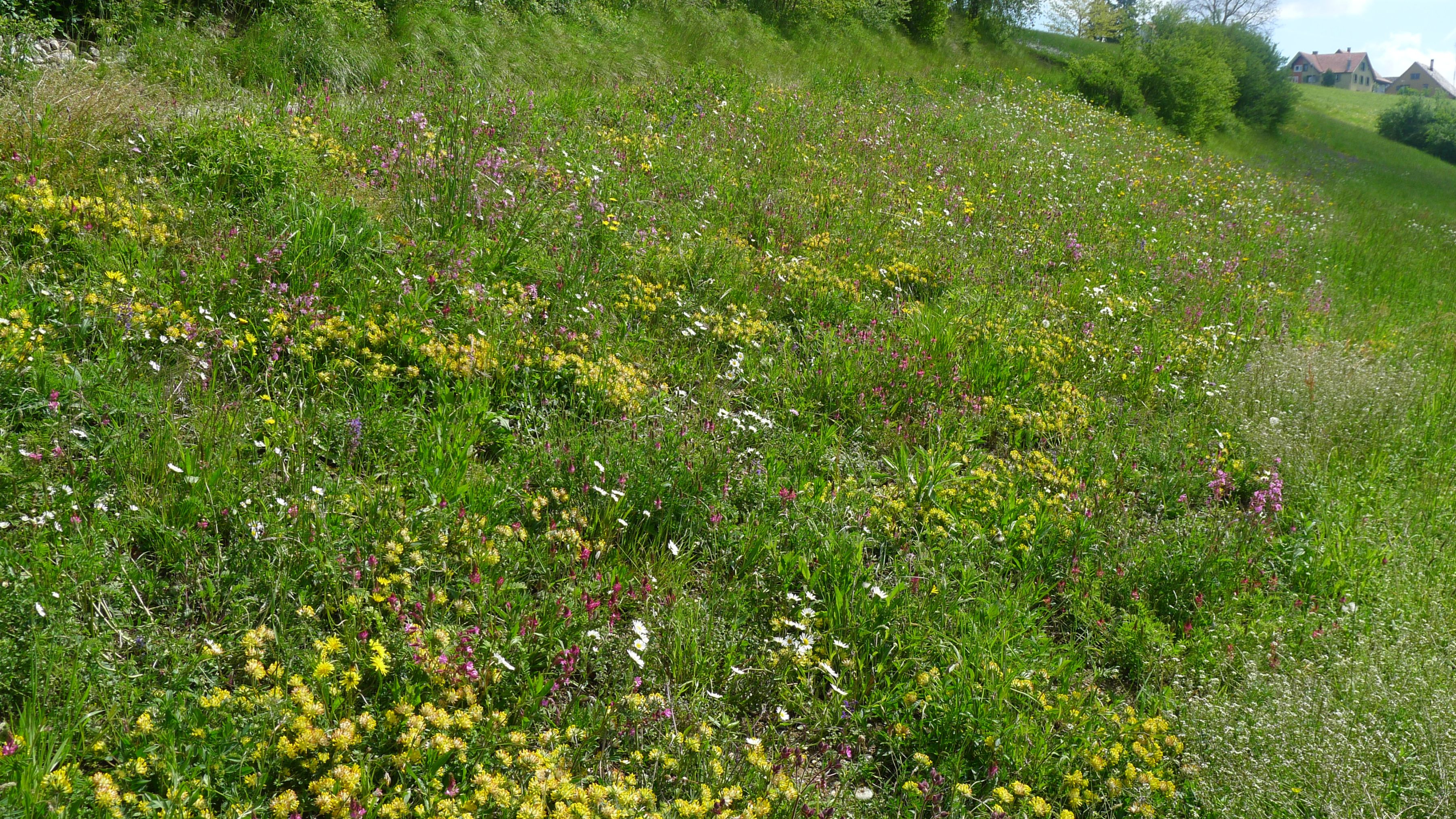 Wildblumenwiese Botsberger Riet