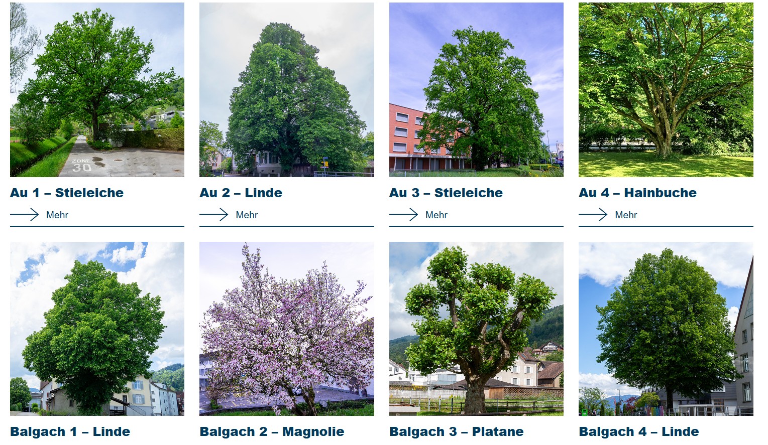Screenshot Baumquartett Rheintal 2