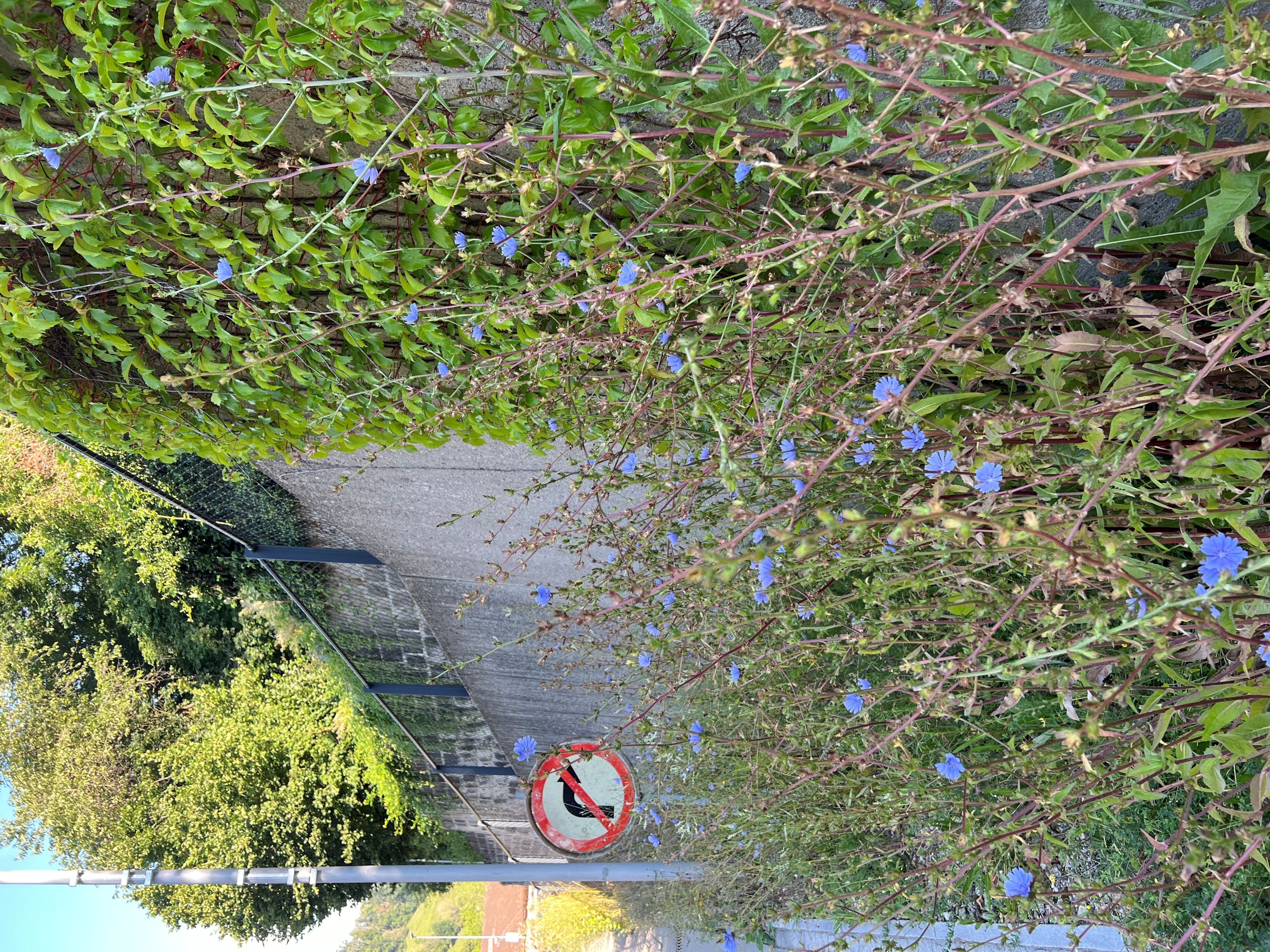 Lichtensteig Stauden Naturinfo Petra Wiesenhütter