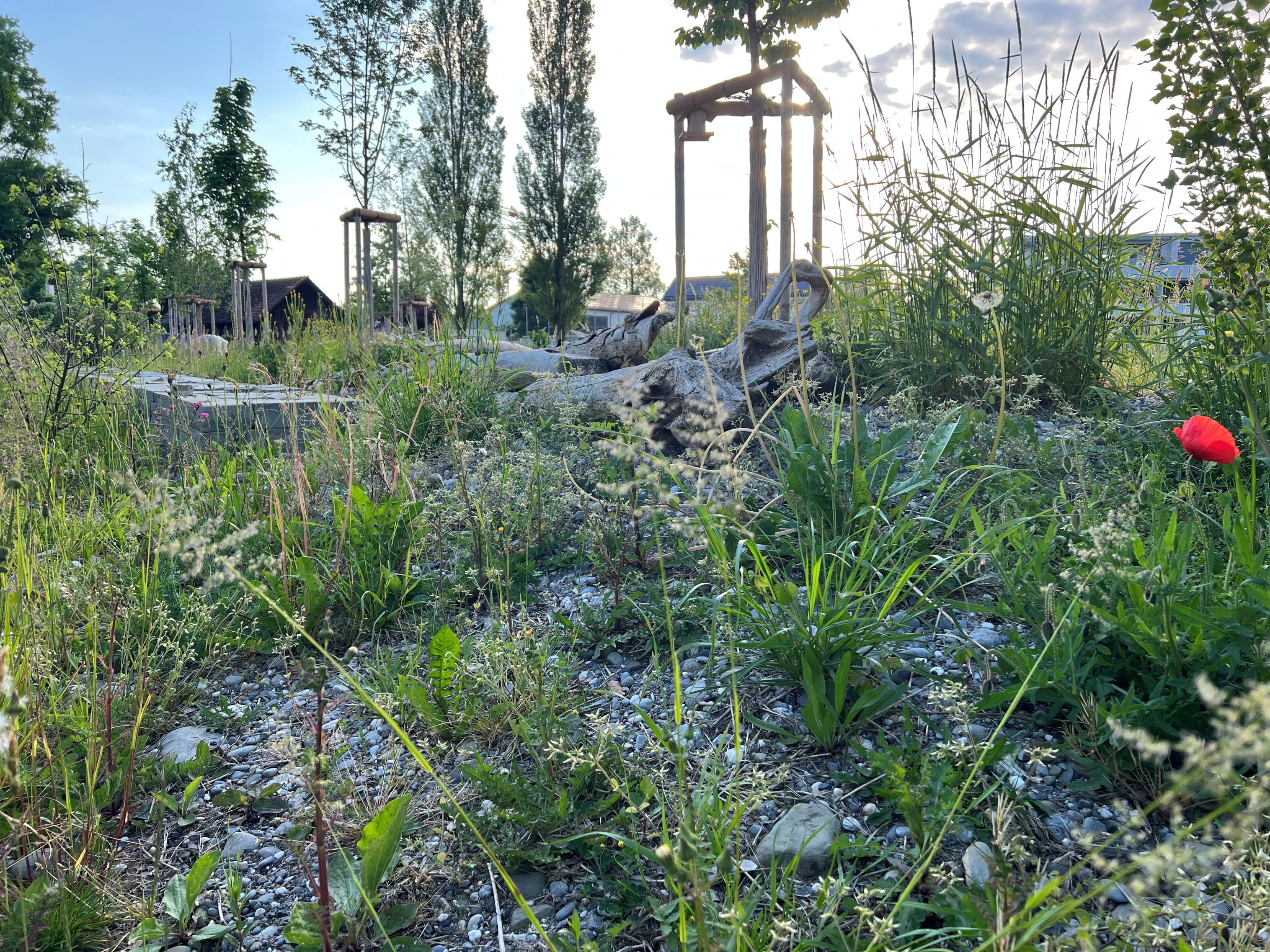 Begegnungsplatz Altenrhein4